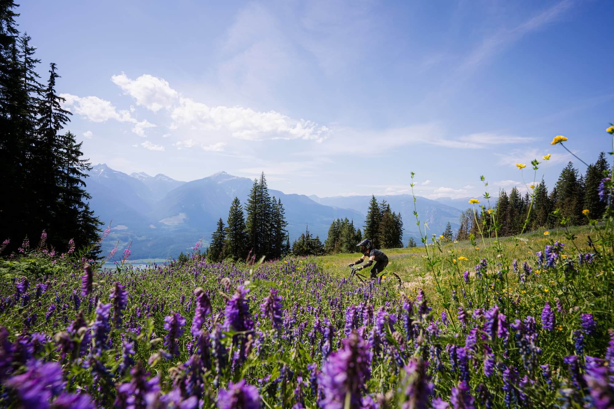 Welcome to Revelstoke - the mountain biking mecca of Canada! Discover our curated list of trails for all experience levels