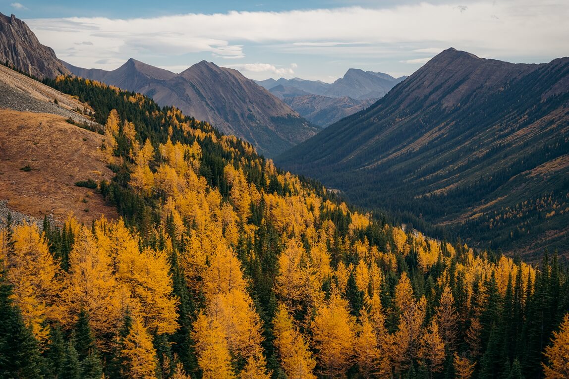 Experience the breathtaking fall transformation of the Rockies with vibrant yellow larches in Bow Valley. Catch the best time for larch viewing from mid to late September in Banff and immerse yourself in nature's colourful display.