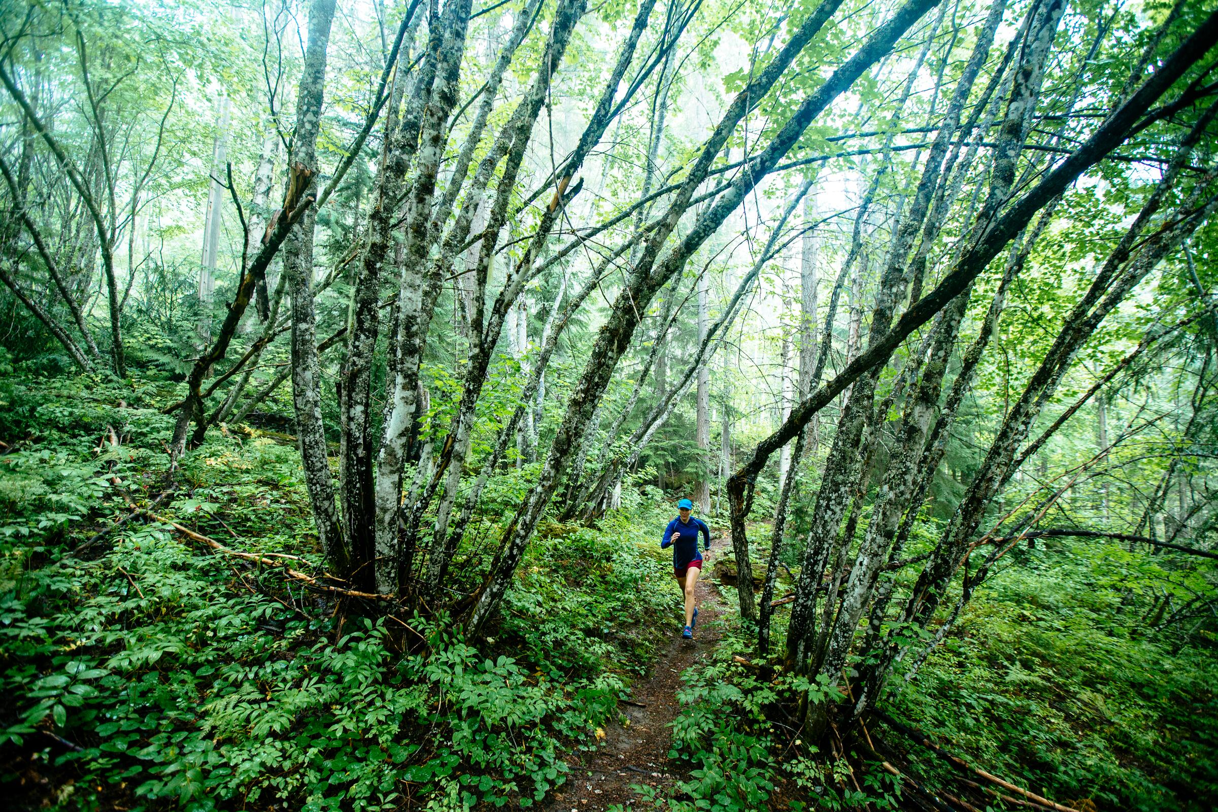 Revelstoke Rainforest Trail