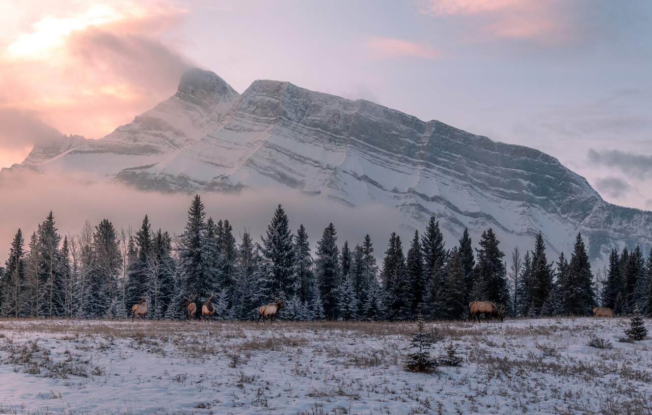 Wildlife in Banff