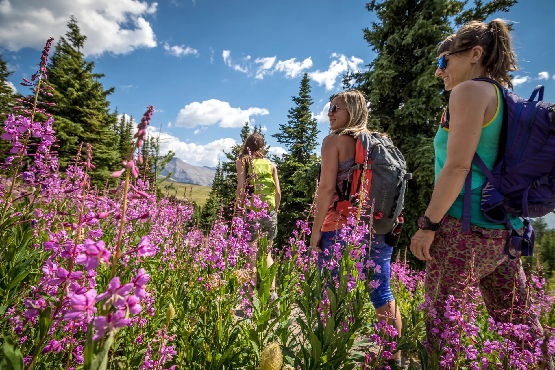 Women hiking through a field of purple wildflowers on a best wildflower hike in Alberta.