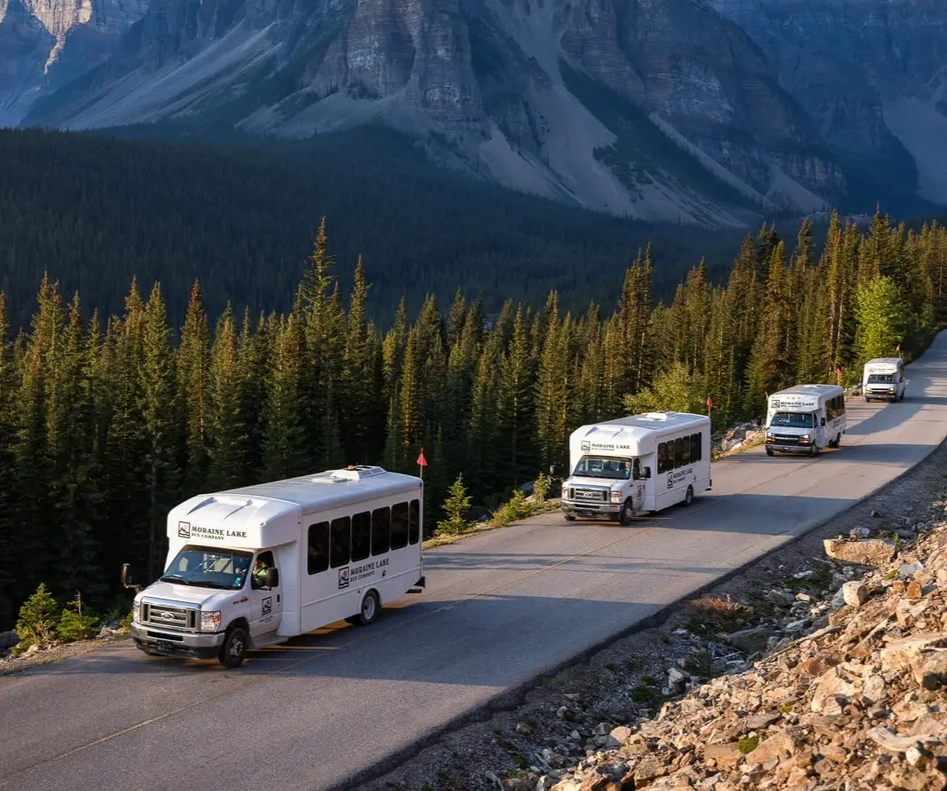 Four Moraine Lake buses driving on a mountain road surrounded by trees.