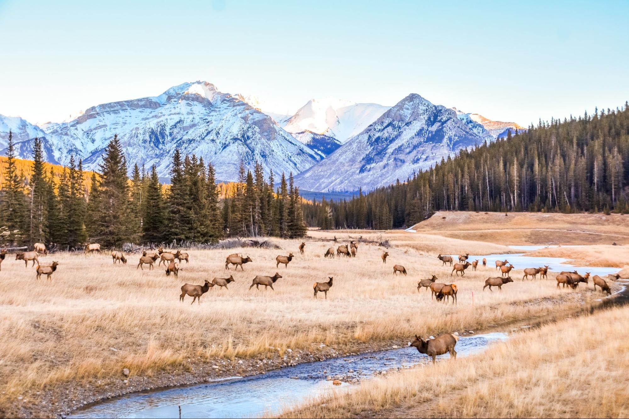 Elk in Banff National Park