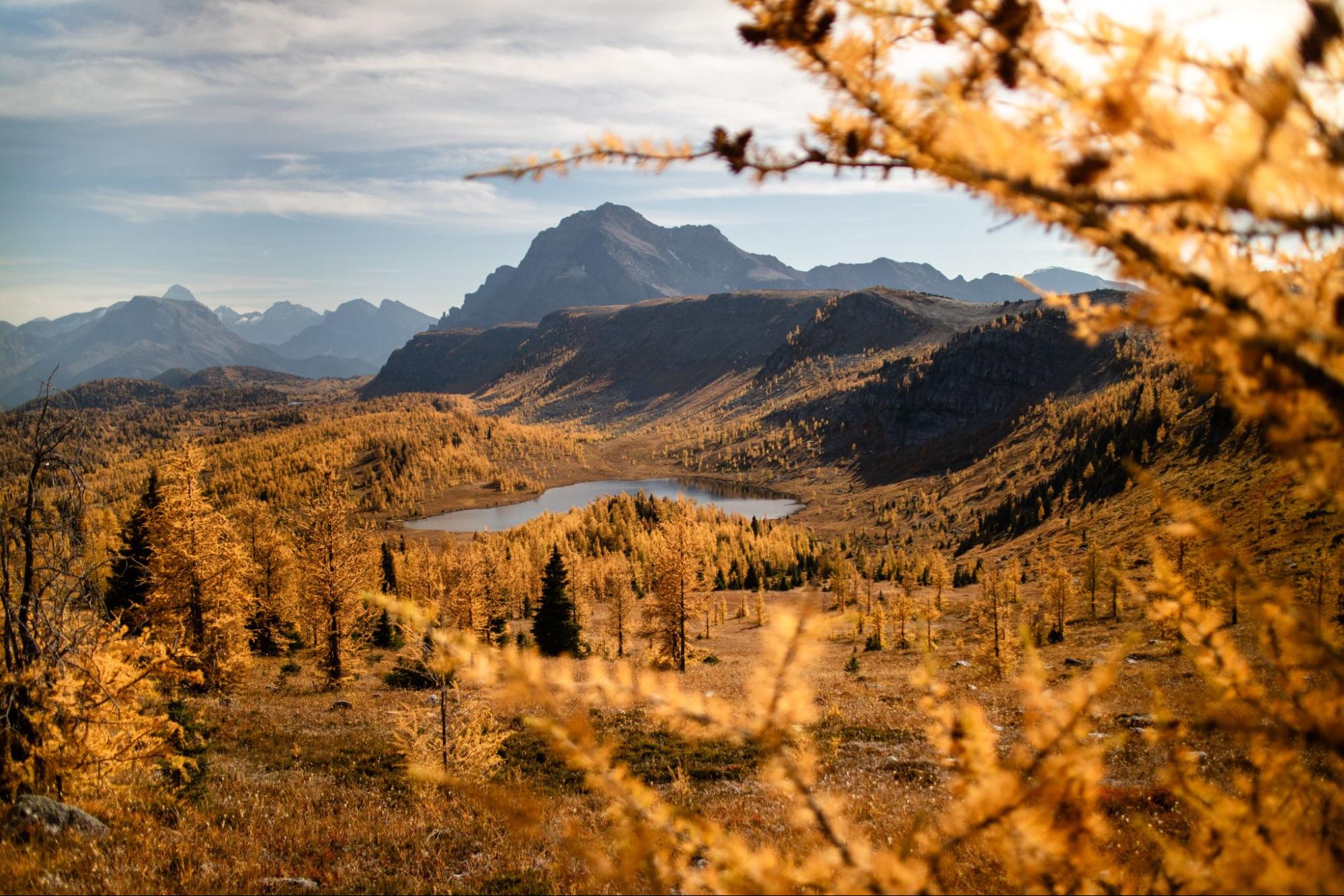 Golden larches frame a serene alpine lake and rugged mountains on a Canadian Rockies larch hike.
