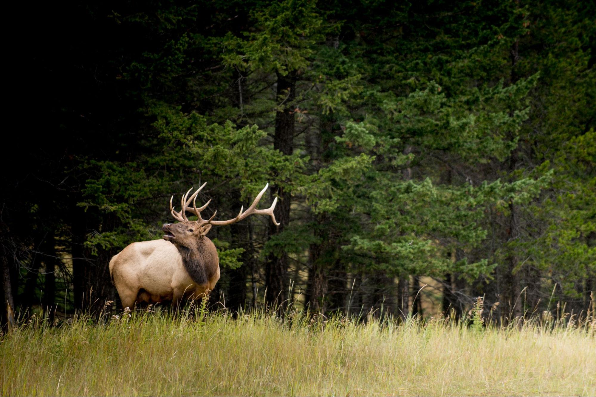Elk in Banff National Park