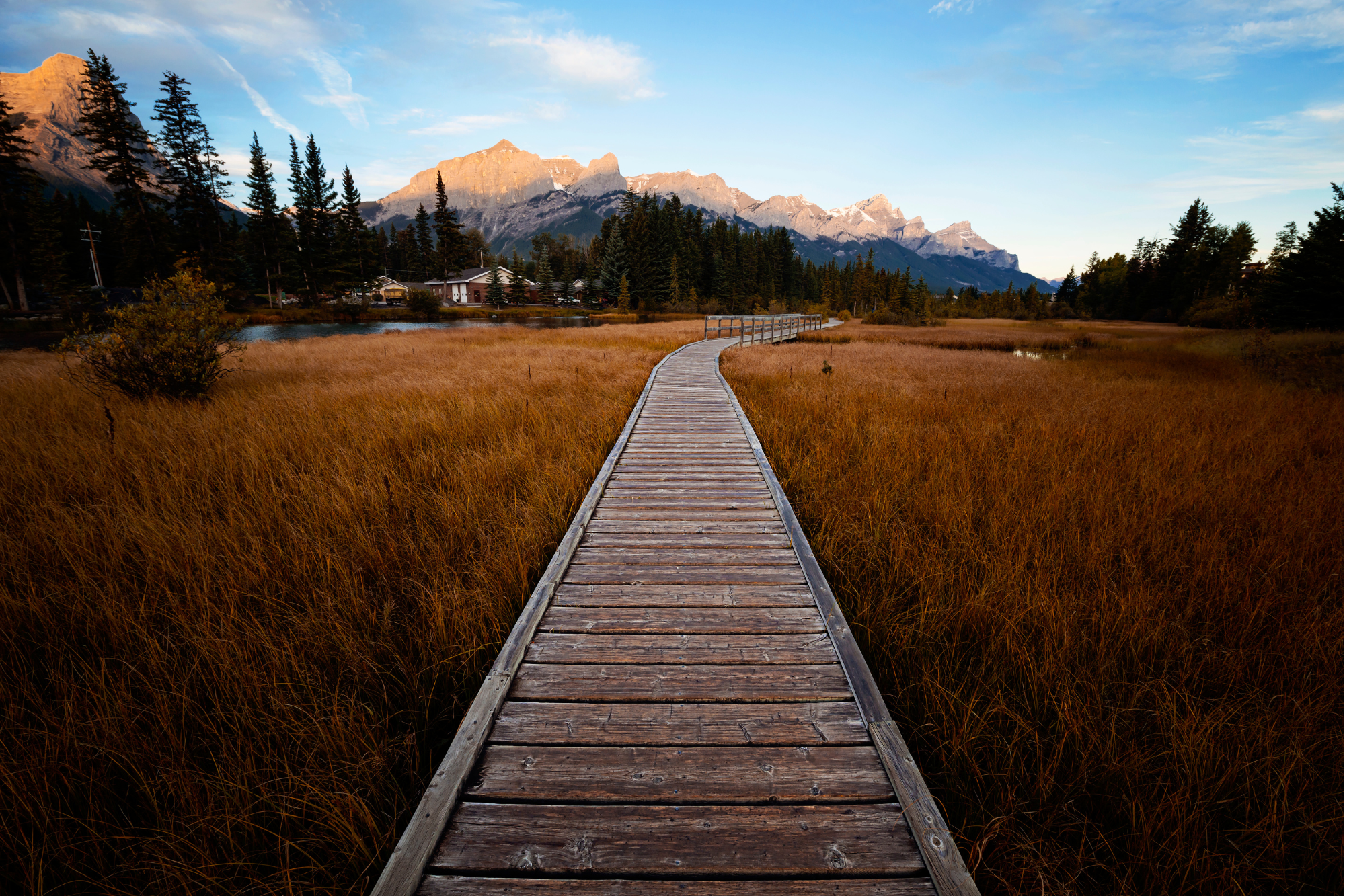 Wooden boardwalk through golden marsh with Canadian Rockies mountains