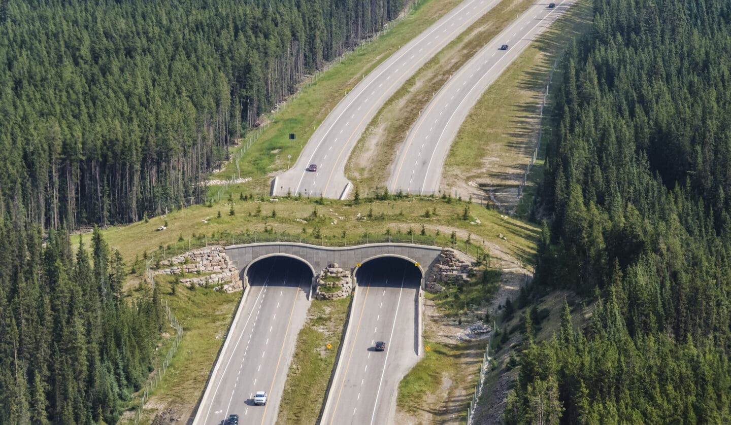 Banff National Park wildlife crossing