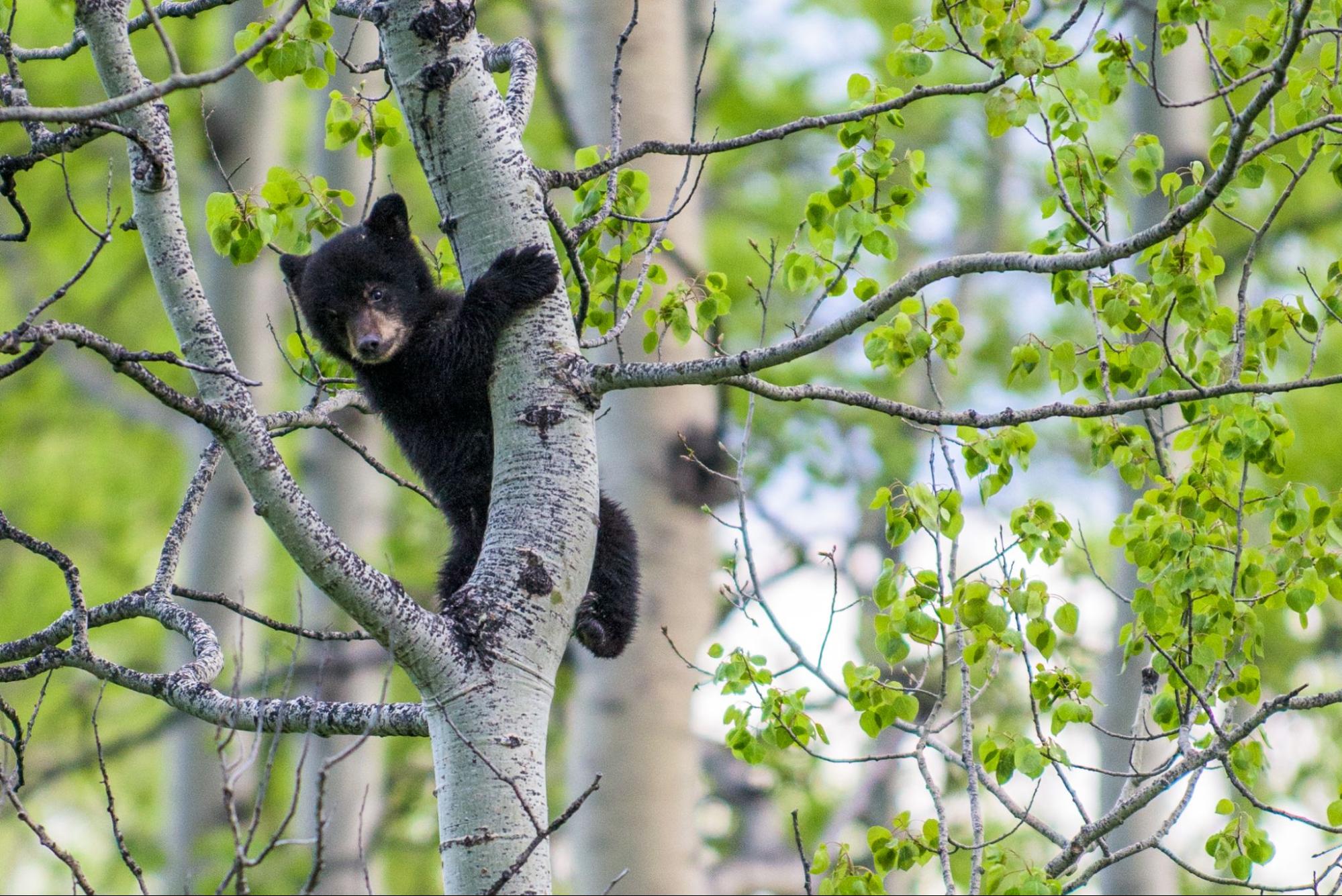 Bear cub in the Canadian Rockies